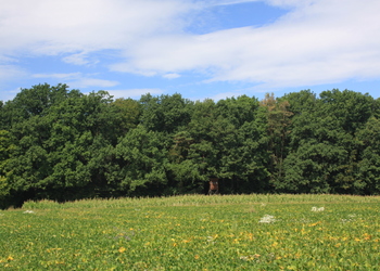 Stieleichen-Rotföhrenwälder - © Emanuel Trummer